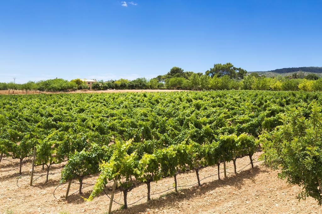Agroturisme Sa Torre (Adults Only) Santa Eugenia Екстериор снимка